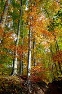 Coloured autumn wood in the Siebengebirge (hill range of the German Central Uplands) Coloured autumn wood in the Siebengebirge (hill range of the German Central Uplands)